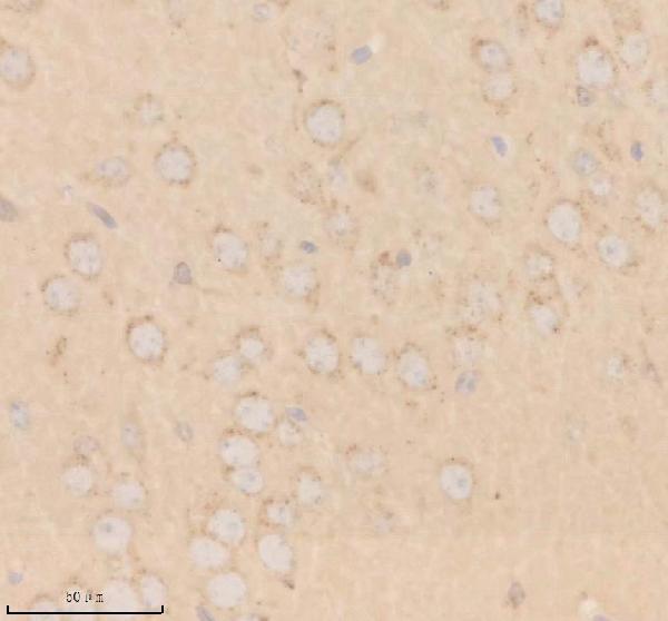 a08238 1 shd primary antibodies ihc testing 5