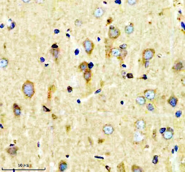 a08238 1 shd primary antibodies ihc testing 7