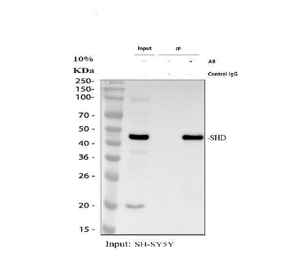 a08238 1 shd primary antibodies ip testing 1
