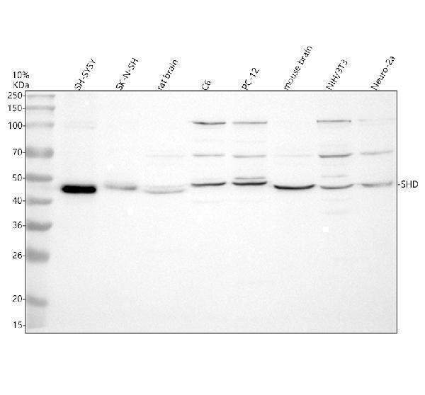 Western blot analysis of SHD using anti-SHD antibody (A08238-1)
