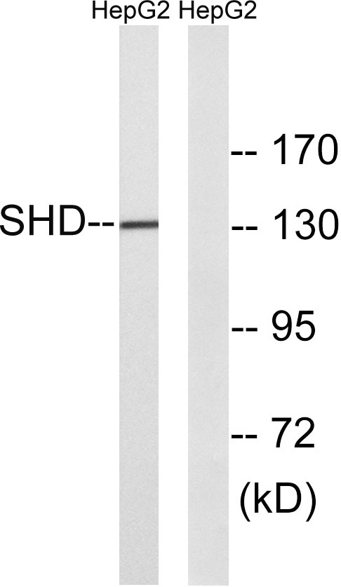 a08238 shd primary antibodies wb testing 1