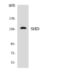a08238 shd primary antibodies wb testing 2