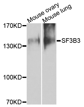 a08240 1 sf3b3 primary antiboties wb testing 1