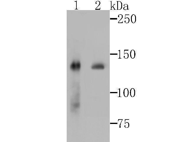 a08240 2 sf3b3 primary antiboties wb testing 1