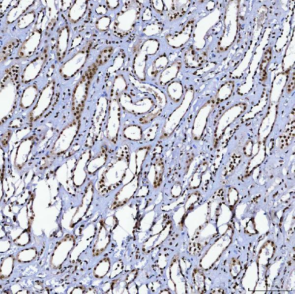 a08240 3 sf3b3 primary antibodies ihc testing 9