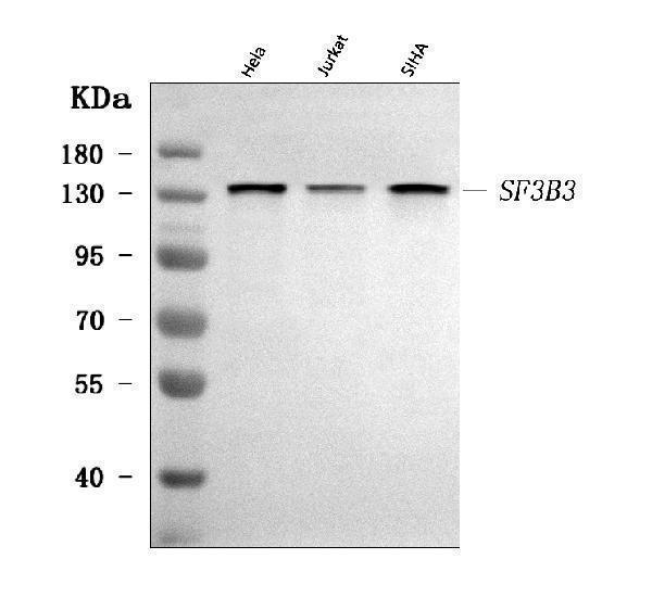  Western blot analysis of SF3B3 using anti-SF3B3 antibody (A08240-3)
