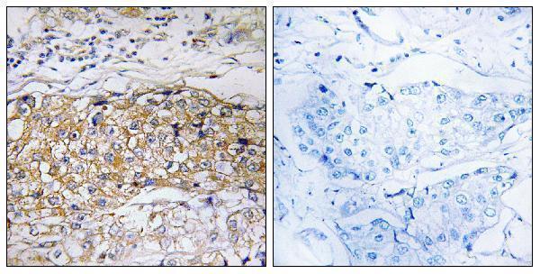 a08241 usp24 primary antibodies ihc testing 1
