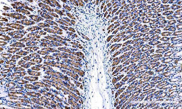 a08242 1 tspan1 primary antibodies ihc testing 4