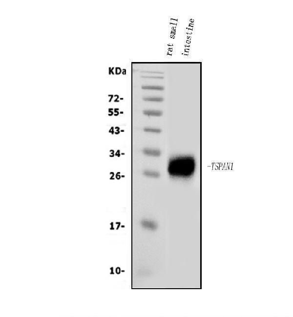 a08242 1 tspan1 primary antibodies wb testing 1