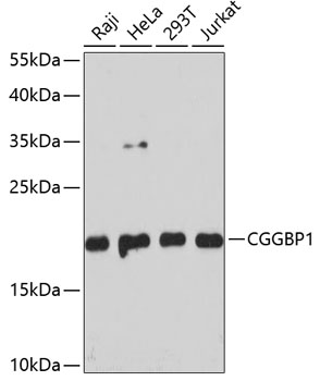 a08245 cggbp1 primary antiboties wb testing 1