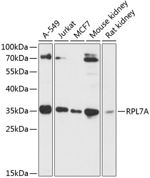 a08246 rpl7a primary antiboties wb testing 1