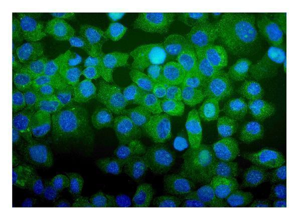 a08251 2 cdc123 primary antibodies if testing 10