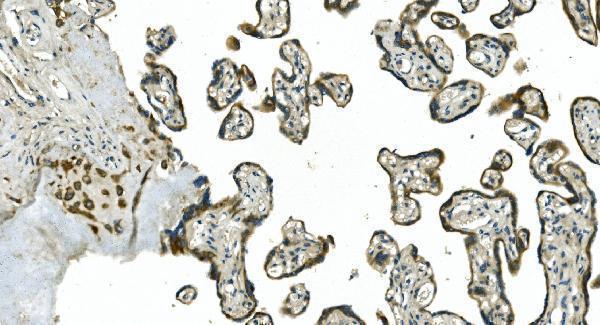 a08251 2 cdc123 primary antibodies ihc testing 3