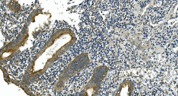 a08251 2 cdc123 primary antibodies ihc testing 4