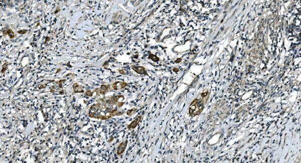 a08251 2 cdc123 primary antibodies ihc testing 6