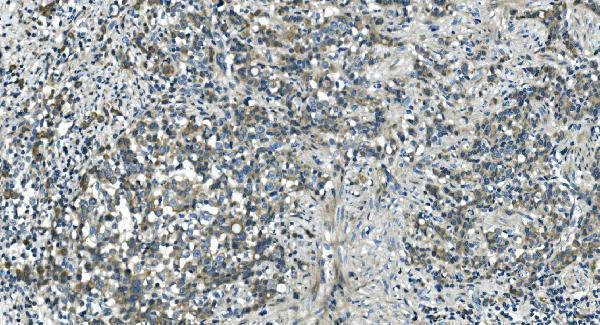 a08251 2 cdc123 primary antibodies ihc testing 7