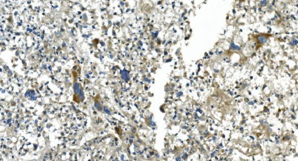 a08251 2 cdc123 primary antibodies ihc testing 8