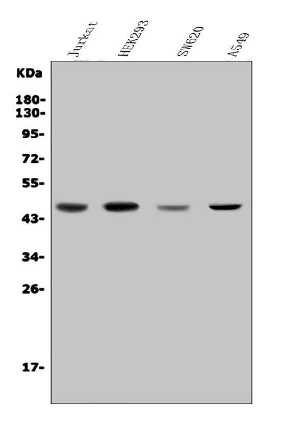 a08251 2 cdc123 primary antibodies wb testing 1