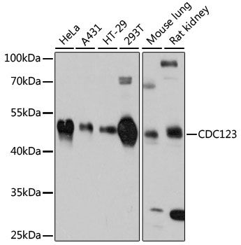 a08251 cdc123 primary antiboties wb testing 1