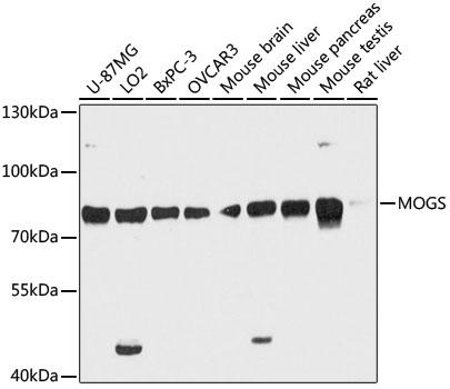 Western blot analysis of extracts of various cell lines, using MOGS antibody  at 1:3000 dilution