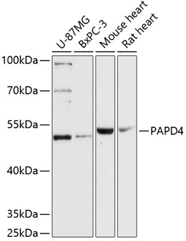 a08253 papd4 primary antiboties wb testing 1