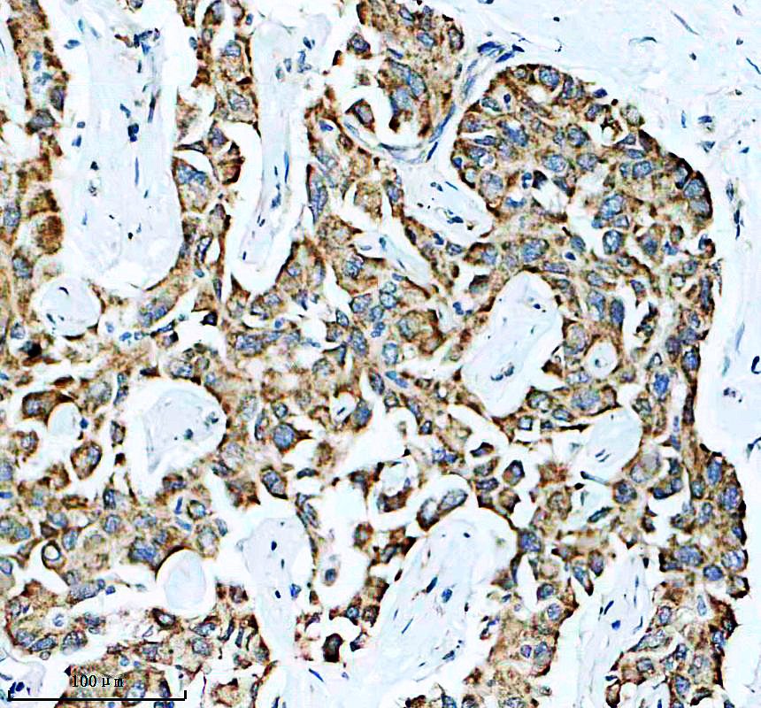 a08254 2 eci2 primary antibodies ihc testing 1