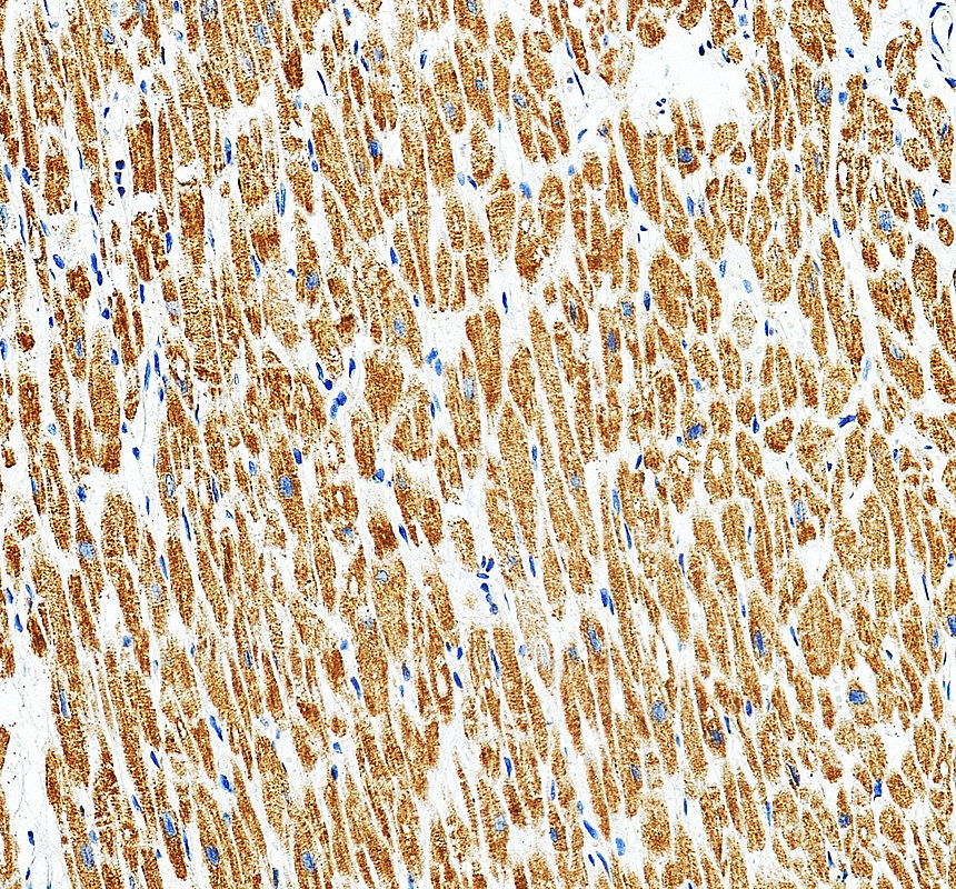a08254 2 eci2 primary antibodies ihc testing 4