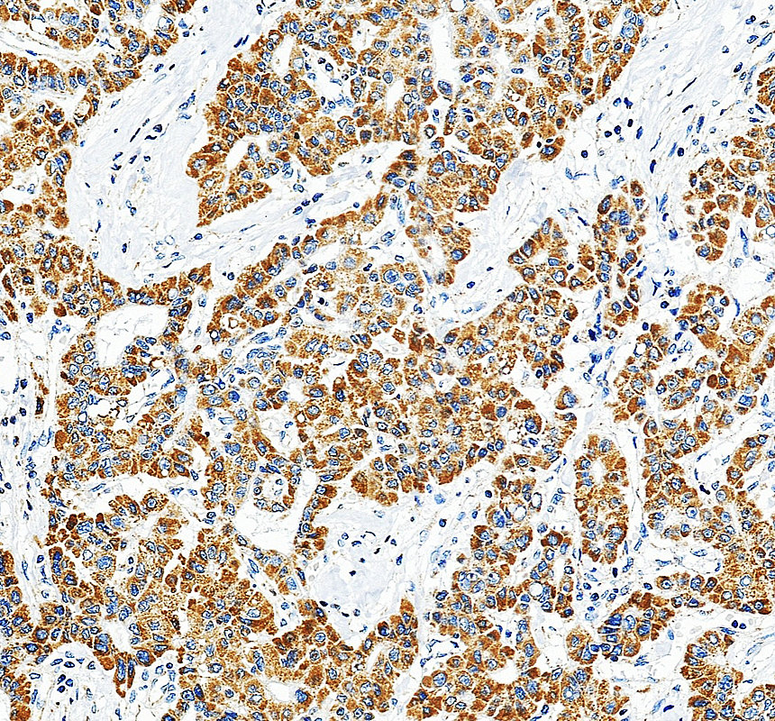 a08254 2 eci2 primary antibodies ihc testing 5