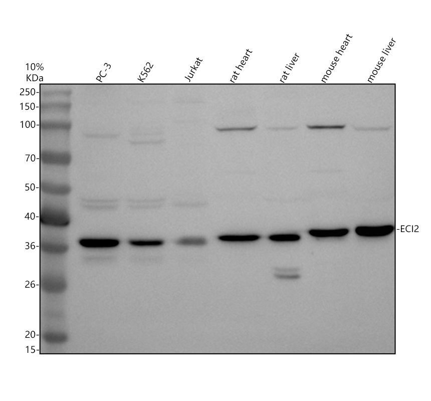 a08254 2 eci2 primary antibodies wb testing 1