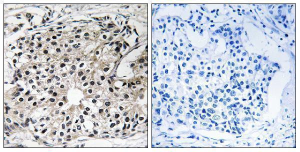 a08254 eci2 primary antibodies ihc testing 1
