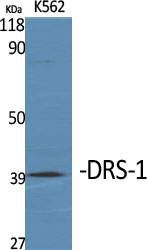 a08254 eci2 primary antibodies wb testing 2