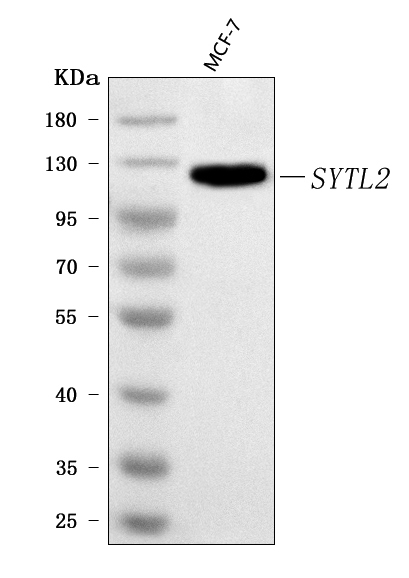  Western blot analysis of SLP2/SYTL2 using anti-SLP2/SYTL2 antibody (A08255-1)