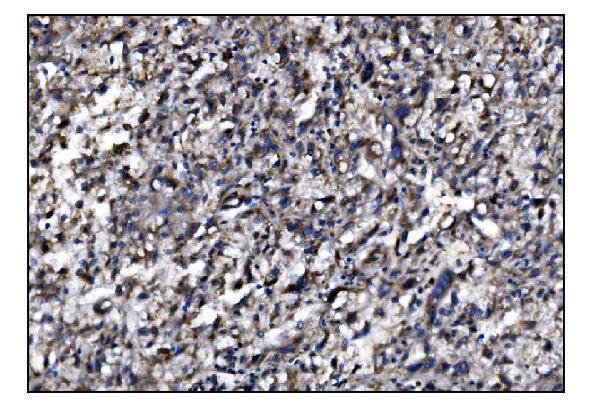 a08259 slfn11 primary antibodies ihc testing 2
