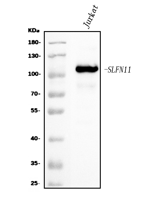 a08259 slfn11 primary antibodies wb testing 1