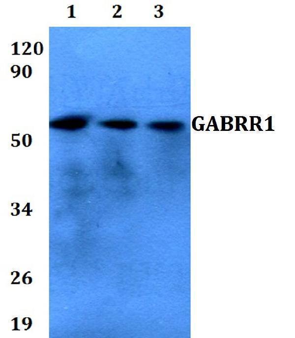 a08260 gabrr1 primary antiboties wb testing 1