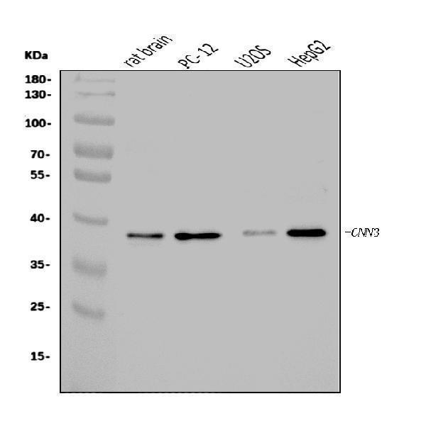 a08267 3 cnn3 primary antibodies wb testing 1