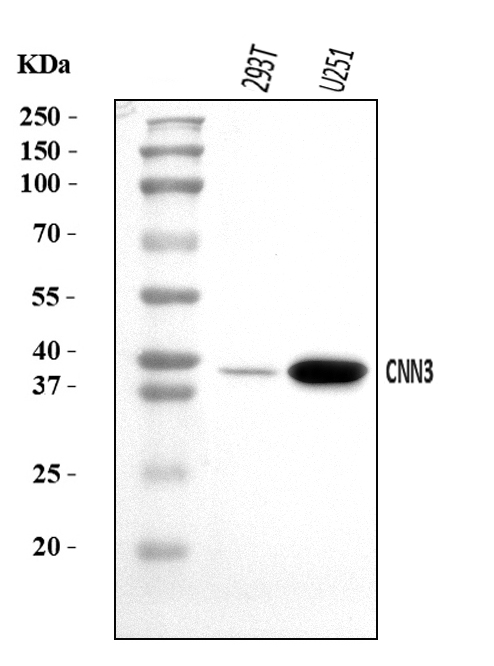 a08267 4 cnn3 primary antibodies wb testing 1