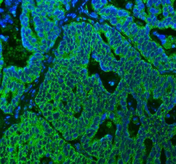 a08268 1 suclg2 primary antibodies if testing 13