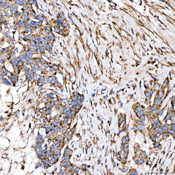 a08268 1 suclg2 primary antibodies ihc testing 4