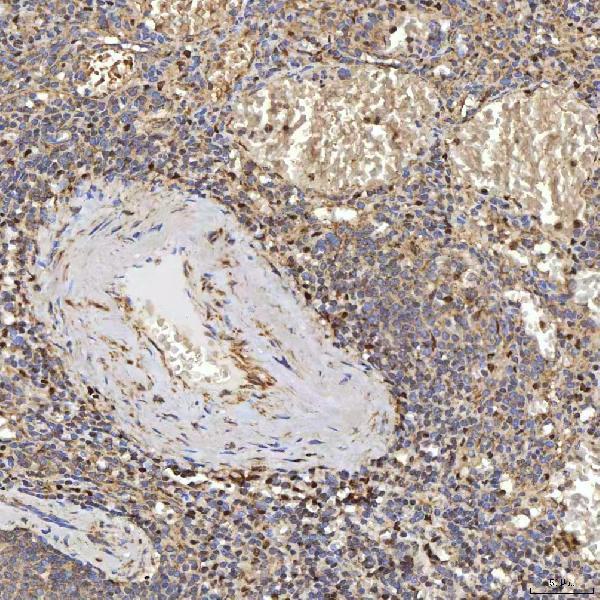 a08268 1 suclg2 primary antibodies ihc testing 7
