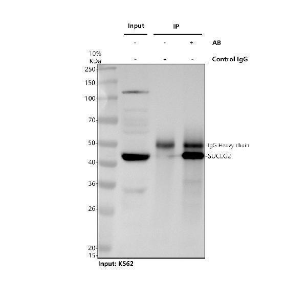 a08268 1 suclg2 primary antibodies ip testing 1