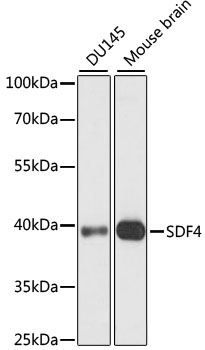 Western blot analysis of extracts of various cell lines, using SDF4 antibody