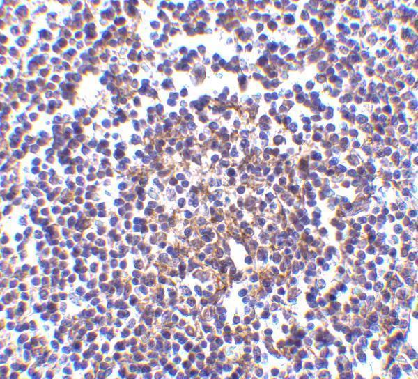 a08274 1 aven primary antibodies ihc testing 2