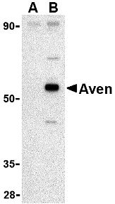 a08274 1 aven primary antibodies wb testing 1