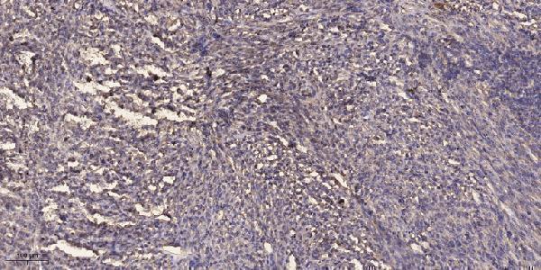 a08274 aven primary antibodies ihc testing 1