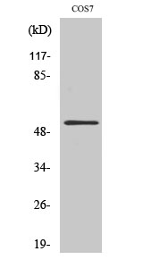 a08274 aven primary antibodies wb testing 2