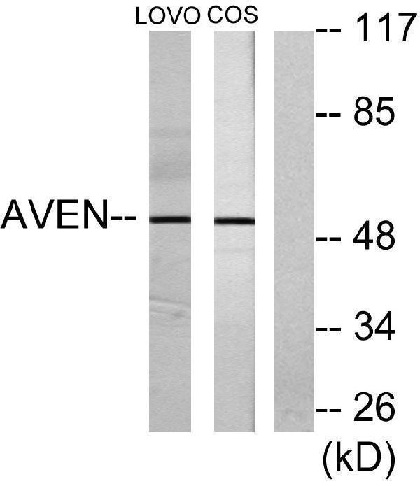a08274 aven primary antibodies wb testing 3