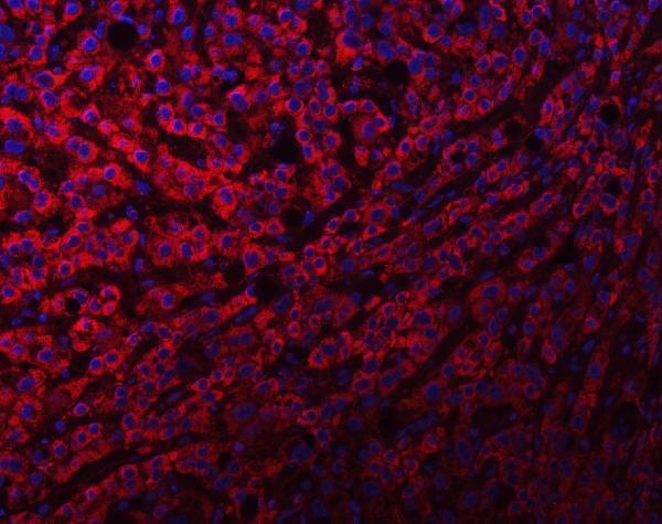a08275 2 ndufs8 primary antibodies if testing 7