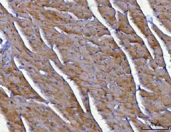 a08275 2 ndufs8 primary antibodies ihc testing 4