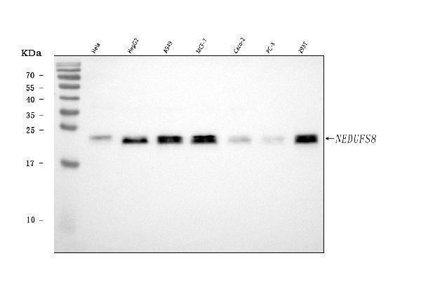  Western blot analysis of NDUFS8 using anti-NDUFS8 antibody (A08275-2)
